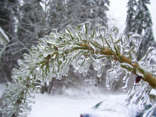 01/20/12 Big ice storm, ice on a fir branch.