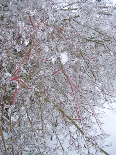 01/20/12 Big ice storm, small Maple tree with all branches covered in ice.