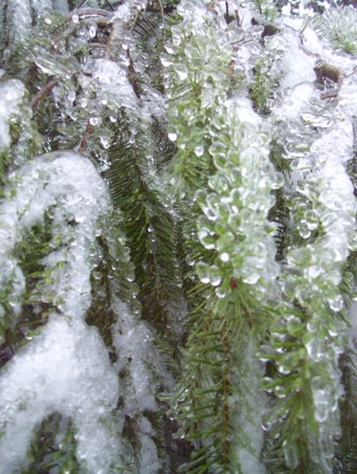 01/20/12 Big ice storm, more Douglas Fir branches covered in ice.