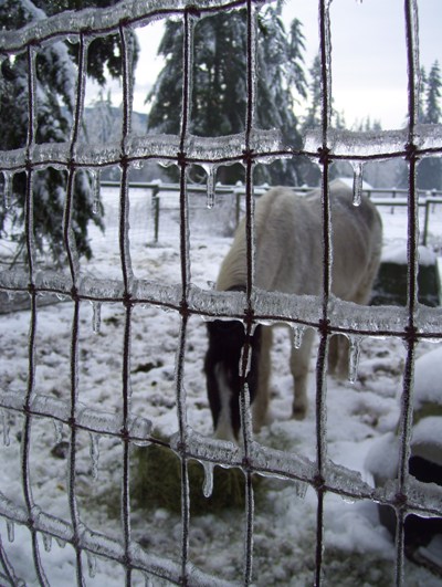 01/20/12 Big ice storm, looking through the fence at Hawk.