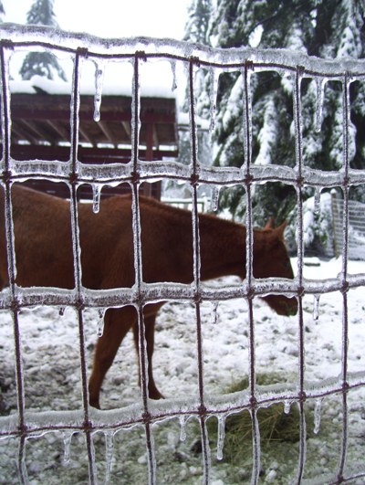 01/20/12 Big ice storm, looking through the fence at Dolly.