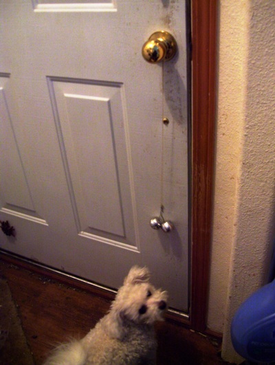 03/01/12 Missy on the inside of the front door.