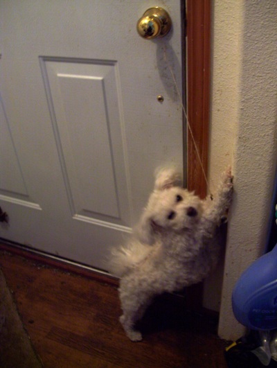 03/01/12 Missy stretching against the door jam and hoping that we hurry and let her outside.