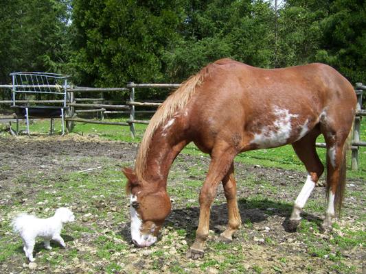 04/27/12 Missy welcoming Lakota to the ranch.