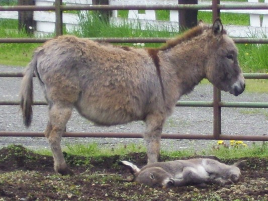 04/27/12 The baby is scratching its ear or top of its head in the dirt.