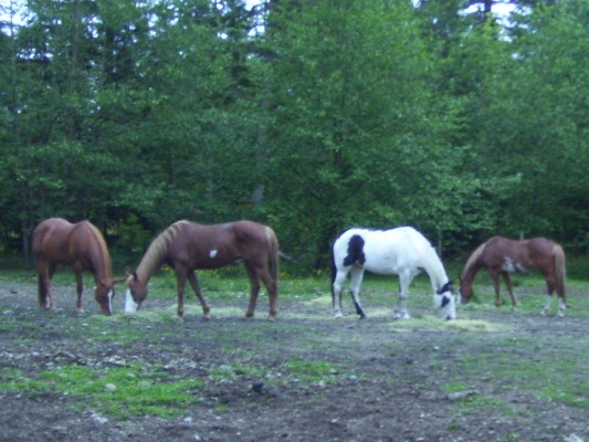 05/30/12 Lakota getting to know the herd. Unfortunately, Lakota was not broke sufficent enough for a rental horse and he went back to his prior owner.