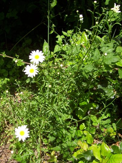 06/21/12 Daisy look so delicate, but they take over the pasture and sufficate out the grass.