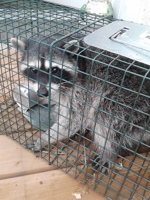 07/31/13 This raccoon got caught eating Barncats food.