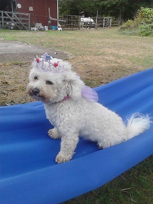 08/17/13 Missy dressed up as a fairy princess.