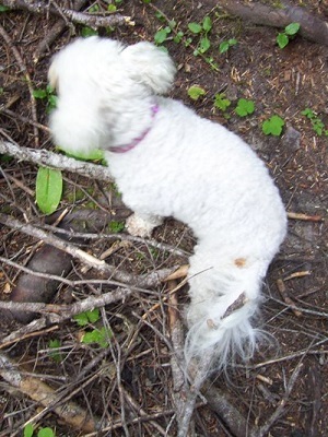 09/20/13 When we are out hunting wild mushrooms, Missy got her tail caught in a branch that would not let go of her.