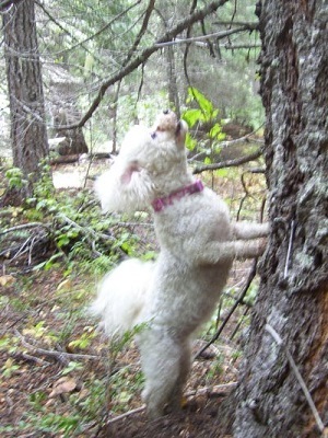 09/24/12 Missy was barking and trying to climb this tree.