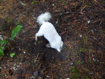 11/14/13 While mushrooming, Missy chases a chipmunk down a hole and tries digging her out.