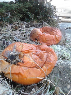 1/5/14 The pumpkins have deflated.