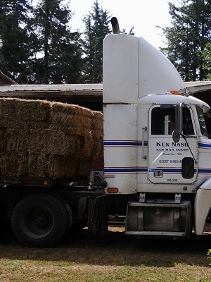 7/18/14 Hay delivery; a semi truck full of alfalfa hay.
