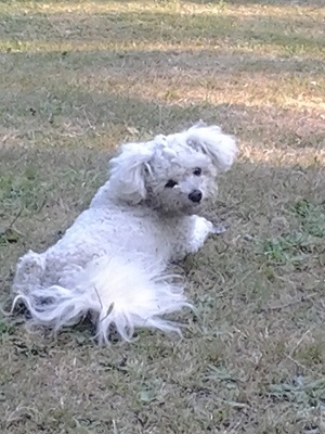 7/28/14 Missy is trying to cool off by laying in the shade.