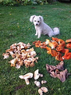 9/27/14 Missy looking over the days mushroom finds.